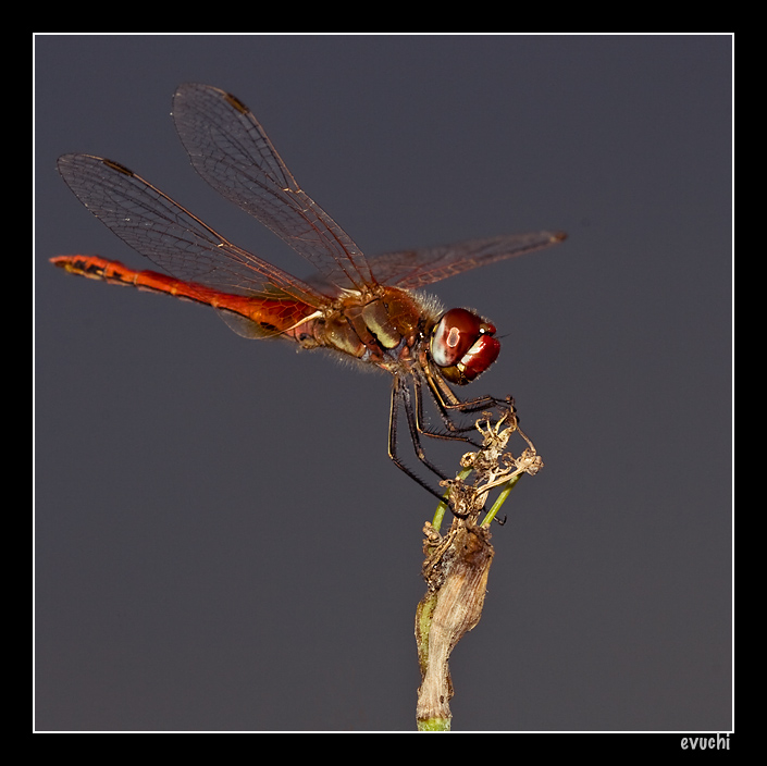 Libelula en el atardecer
Keywords: libelula insecto rojo alado macro rio