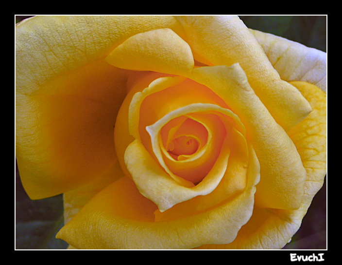 Rosa Rosae
Keywords: flor rosa