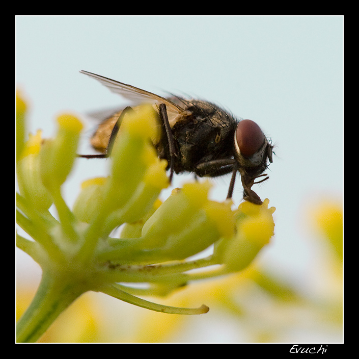 Sobre la flor
Keywords: macro flor mosca insecto nuez de ebro terreno tarde