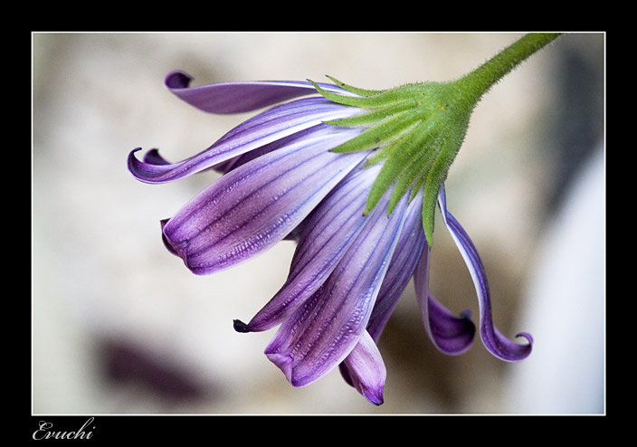 Baile de petalos
Keywords: macro flor lila petalos violeta aroma