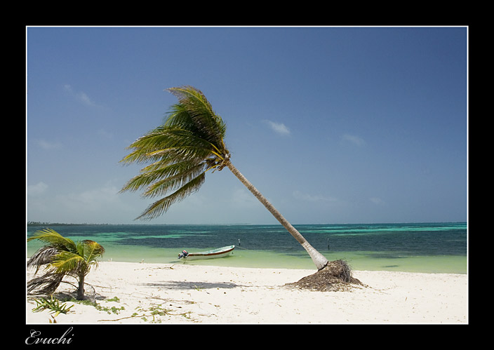 Punta Allen
Keywords: caribe riviera maya playa paraiso punta allen arena mar palmera mexico