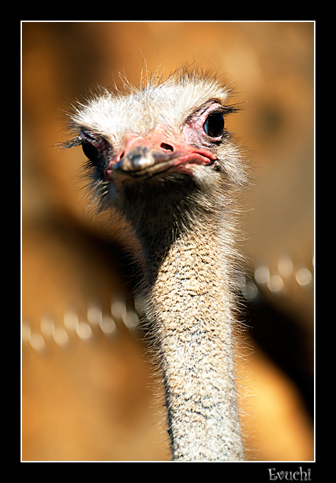 Avestruz
Keywords: cantabria animal avestruz