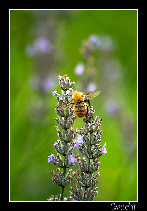 Abejita recolectando
Keywords: etxalar flor abeja