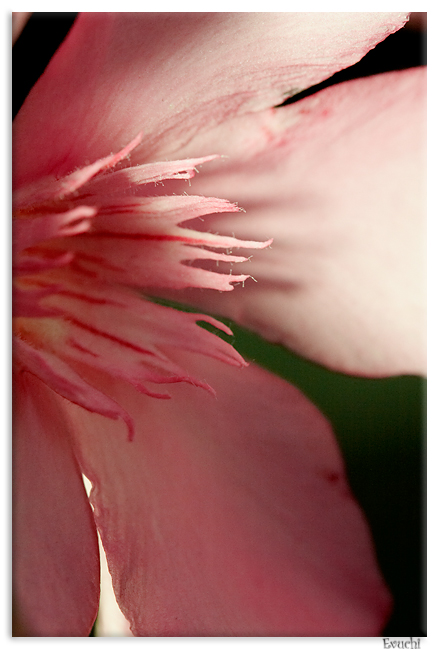 Fuxia
Keywords: flor rosa parque macro petalos
