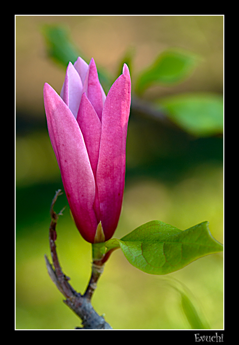 Magnolia
Keywords: Magnolia Flor Parque