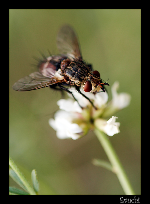 Sobre la florecilla blanca
Keywords: mosca macro