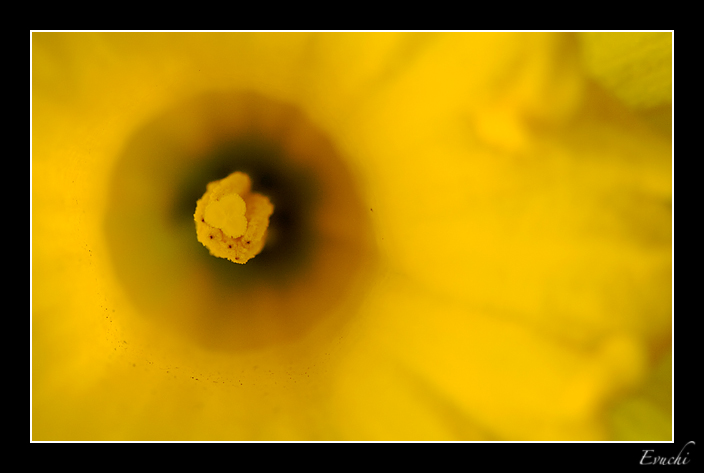 ParaÃ­so amarillo
Keywords:  Narciso macro amarillo flor estambres primavera