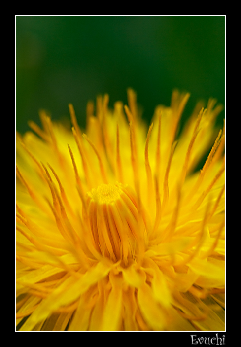 Yellow
Keywords: macro flor yellow